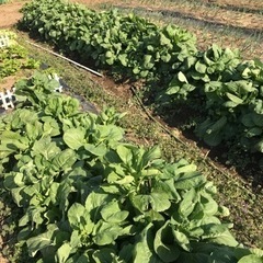 規格外　小松菜　段ボール箱いっぱい詰めて！の画像