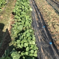 規格外　小松菜　段ボール箱いっぱい詰めて！の画像