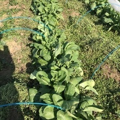 規格外　小松菜　段ボール箱いっぱい詰めて！の画像