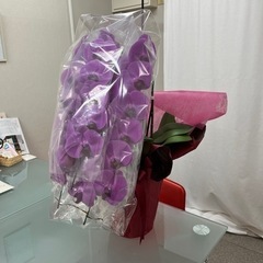 大幅値下げ‼️胡蝶蘭