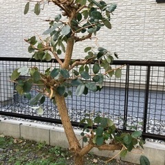 値下げ‼️フェイジョア