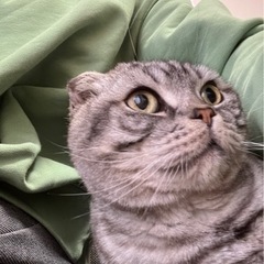 甘えん坊のスコティッシュフォールド