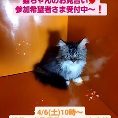 4/6(土)譲渡会♪12月生短足ミヌエットロングヘア♂ブラウンタ...