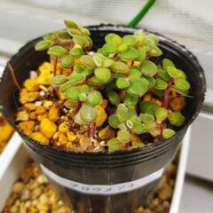 多肉植物　チワワエンシス　ブロウメアナ　各1のセット
