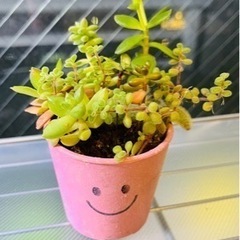 多肉植物　観葉植物　ミニ寄植え