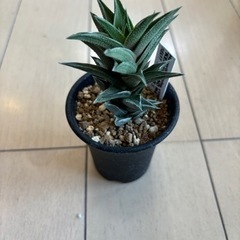 ハオルチア  蛍雪の松錦の画像