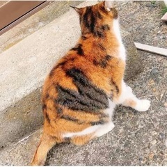招き猫の里親になってくれる方を探しています