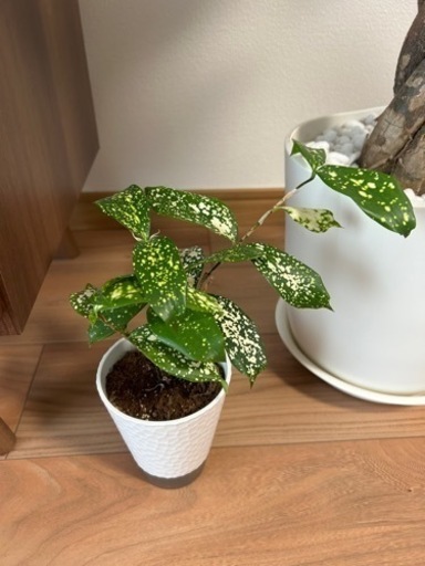 【値下げ相談可】観葉植物　3点セット（台付き）