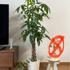 【値下げ相談可】観葉植物　3点セット（台付き）