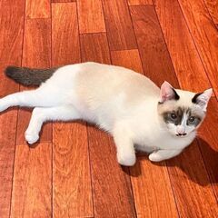 3月17日（日）🩷🌸🩷三鷹で猫の譲渡会🌺🌴🌺シャム系の女の子生後...