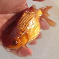 完売🙇　🐟レア色❗一点限定 国産　茶ジャンボオランダ　約１６センチ 珍しい茶オランダ🐟安心現物販売❗№5の画像