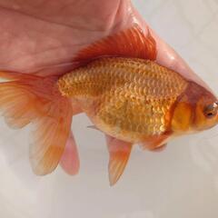 完売🙇　🐟レア色❗一点限定 国産　茶ジャンボオランダ　約１６センチ 珍しい茶オランダ🐟安心現物販売❗№5の画像