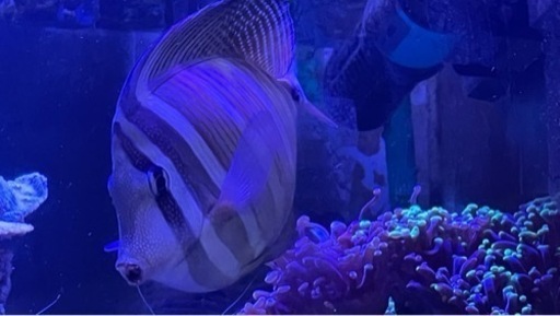海水魚