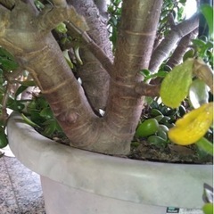 金のなる木の画像