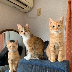 保護猫の茶トラ(オス)、茶トラ(メス)、三毛(メス)