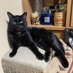 沼津サービスエリア下りで黒猫逃走！探して下さい