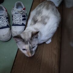生後6ヶ月子猫5匹譲ります