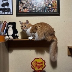 猫の捕獲器貸してくださる方募集