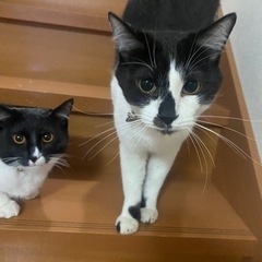 保護猫の里親募集 - 猫