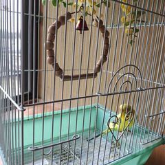 可愛いセキセイインコ、もらって下さい。