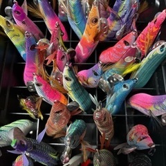 エギング一緒に行ける人