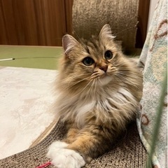 ラグドールとペルシャミックスの子達です - 猫