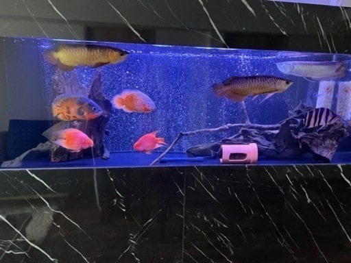 1800×600×450アクリル フルオーダー 水槽 オーバーフロー