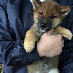 成犬 チワワなどの小型犬や猫 − 千葉県