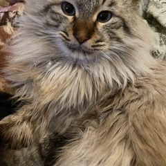 元野良猫 雑種 長毛種 男の子 12歳