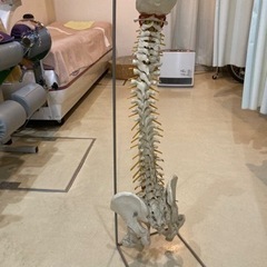 骨模型の中古が安い!激安で譲ります・無料であげます(2ページ目 骨模型の中古が安い!激安で譲ります・無料であげます(2ページ目