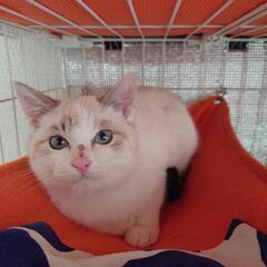 一人ぽっちで頑張ってきた子猫