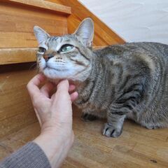 ご飯が待ち遠しいレオ君3～4歳　環境整い再募集します　 − 神奈川県
