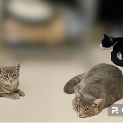 里親募集中