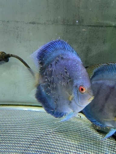 ディスカス　ペア　熱帯魚　