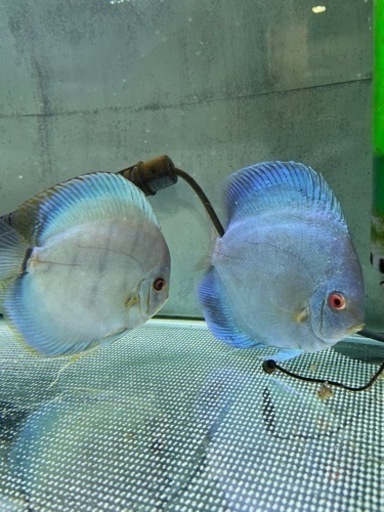 ディスカス　ペア　熱帯魚　