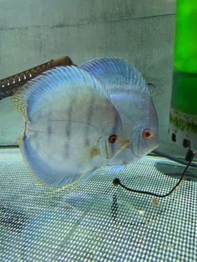ディスカス ペア 熱帯魚
