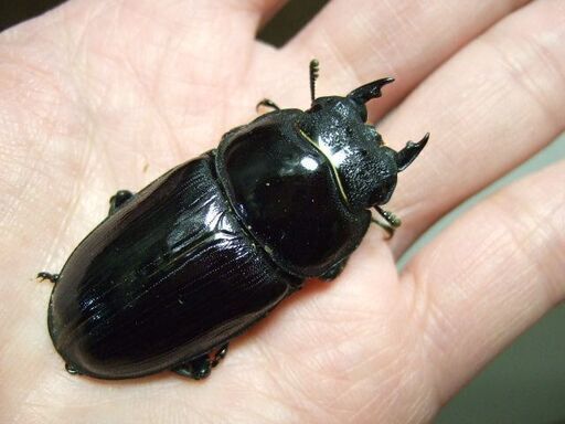 福岡県産オオクワガタ ♀52.2ミリ