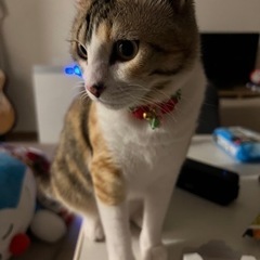 (停止中)女の子美人な三毛猫ちゃん