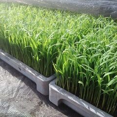 令和5年度産　ミルキークイーン 10キロ