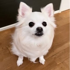 譲渡決まりました、ありがとうございました！