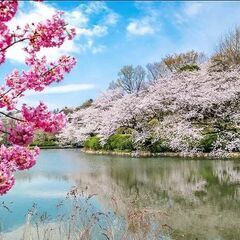 春到来！お花見に行きましょう～♪