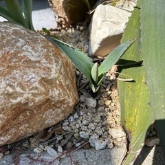 アガベ、リュウゼツラン、植物、ガーデニング