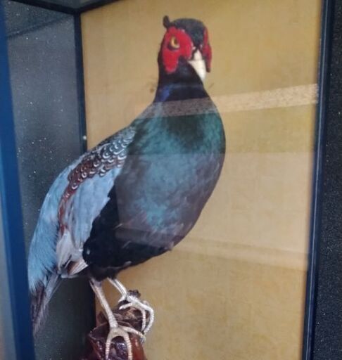 キジの剥製0円 (まぐろ) 氏家のインテリア雑貨/小物《置物、オブジェ