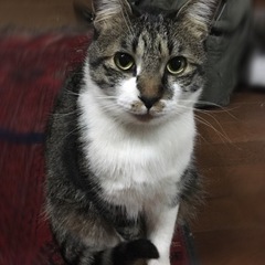 愛猫を見つけたら教えてください！