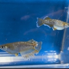 めだか メダカ フロマージュキッシングワイドフィン ワンペア販売 産卵中