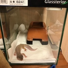 美品GEX水槽 グラステリア300