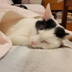 祝＊ずっとのおうちが決まりました♪ステキなヘアスタイルしっぽの先...
