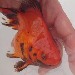 完売🙇🐟国産　玉サバ(赤)　コロコロ可愛い個体　育成、観賞楽しめると思います❗約14センチ前後　№2の画像