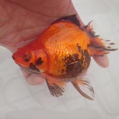 完売🙇🐟国産　玉サバ(赤)　コロコロ可愛い個体　育成、観賞楽しめると思います❗約14センチ前後　№2の画像