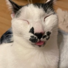 祝＊ずっとのおうちが決まりました♪おくちにたくさんゴマつけた甘え...